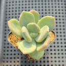 Pachyphytum sp. 2"-3" Succulent Plant