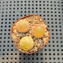 Conophytum Burgeri 2" (Set of 3) Succulent Plant