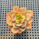 Echeveria 'Belladonna' 2" Succulent Plant
