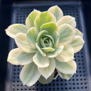 Echeveria 'White Horse' Variegated 3"-4" Succulent Plant