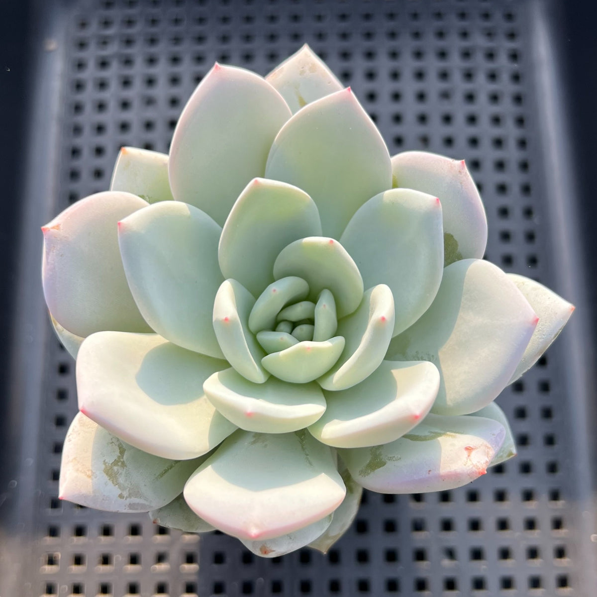 Echeveria 'Ivory' 3" Succulent Plant