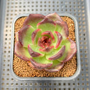 Echeveria 'Black Mink' 2" Succulent Plant Cutting
