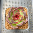 Echeveria 'Black Mink' 2" Succulent Plant Cutting