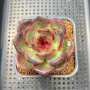 Echeveria 'Black Mink' 2" Succulent Plant Cutting