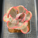 Echeveria 'Pink Angel' Variegated 2" Succulent Plant Cutting