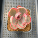 Echeveria 'Pink Angel' Variegated 2" Succulent Plant Cutting