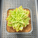 Echeveria Agavoides 'Akaihosi' 2" Succulent Plant Cutting