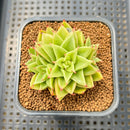 Echeveria Agavoides 'Akaihosi' 2" Succulent Plant Cutting