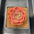 Echeveria 'Red Champaign' 3" Succulent Plant Cutting