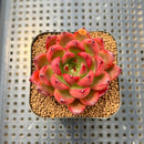 Echeveria Agavoides 'Wine Party' 2" Succulent Plant Cutting