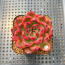 Echeveria Agavoides 'Wine Party' 2" Succulent Plant Cutting