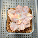 Quetzalcoatlia 'Pentandra Superba' Variegated 2" Succulent Plant Cutting (Formerly Graptopetalum 'Pentandrum Superbum' Variegated)