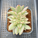 Echeveria Agavoides 'Elkhorn' Variegated Crested 3" Succulent Plant Cutting