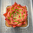 Echeveria Agavoides 'Amestro' 2" Succulent Plant Cutting