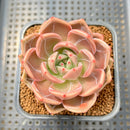 Echeveria 'Midnight Sun' (백야) 3"-4" Succulent Plant Cutting