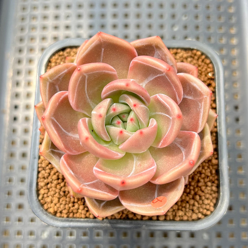 midnight succulent Echeveria 'Midnight Sun' (백야) 3