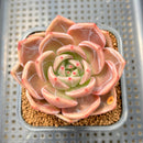 Echeveria 'Midnight Sun' (백야) 3"-4" Succulent Plant Cutting