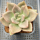 Echeveria 'Mochi' Mutated 2" Succulent Plant Cutting