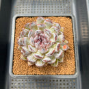 Echeveria 'Gemstone' 2"-3" Succulent Plant Cutting