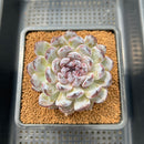 Echeveria 'Gemstone' 2"-3" Succulent Plant Cutting