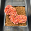 Echeveria 'Ariel' Crested 3" Succulent Plant Cutting