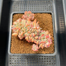 Echeveria 'Onyx' Crested 3" Succulent Plant Cutting