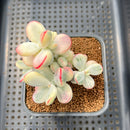 Cotyledon 'Orbiculata' Variegated 4" Succulent Plant
