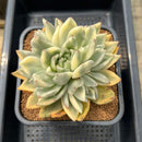 Echeveria Agavoides 'Agnes' Variegated 5"-6" Large Succulent Plant Cutting