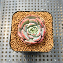 Echeveria 'Hamilton' Mutated 2" Succulent Plant Cutting