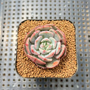 Echeveria 'Hamilton' Mutated 2" Succulent Plant Cutting
