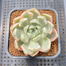 Echeveria 'Pretty In Pink' Variegated 2" Succulent Plant Cutting