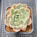 Echeveria 'Pretty In Pink' Variegated 2" Succulent Plant Cutting