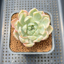 Echeveria 'Pretty In Pink' Variegated 2" Succulent Plant Cutting