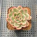Echeveria Agavoides 'Purple Ebony' Variegated' 2"-3" Succulent Plant Cutting