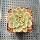 Echeveria Agavoides 'Purple Ebony' Variegated' 2"-3" Succulent Plant Cutting