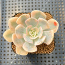 Echeveria Runyonii Variegated (Aka Echeveria 'Akaihosi' Variegated) 3" Succulent Plant Cutting