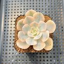 Echeveria Runyonii Variegated (Aka Echeveria 'Akaihosi' Variegated) 3" Succulent Plant Cutting