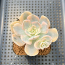 Echeveria Runyonii Variegated (Aka Echeveria 'Akaihosi' Variegated) 3" Succulent Plant Cutting