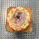 Echeveria 'Jade Bead' 2" Succulent Plant Cutting