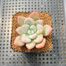 Graptoveria 'Bubble Monster' 2" Succulent Plant Cutting