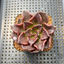 Echeveria 'Super Bowl' 2" Succulent Plant Cutting
