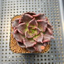 Echeveria 'Super Bowl' 2" Succulent Plant Cutting