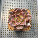 Echeveria 'Super Bowl' 2" Succulent Plant Cutting