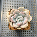 Graptoveria 'Opalina' Unique Variegation 2" Succulent Plant Cutting