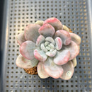 Graptoveria 'Opalina' Unique Variegation 2" Succulent Plant Cutting