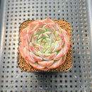 Echeveria 'Albi Fatima' 2" Succulent Plant Cutting