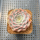 Echeveria 'Rio Heart' 2" Succulent Plant Cutting