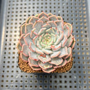 Echeveria 'Rio Heart' 2" Succulent Plant Cutting