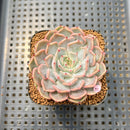 Echeveria 'Rio Heart' 2" Succulent Plant Cutting