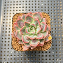 Echeveria 'Segovia' Carunculated 2" Succulent Plant Cutting
